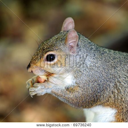 Grey Squirrel - Sciurus carolinensis