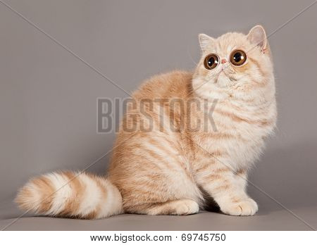Exotic Shorthair Cat.  Persian Cat On Grey Background