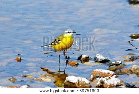 Steepe birds