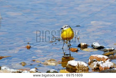 Steepe birds