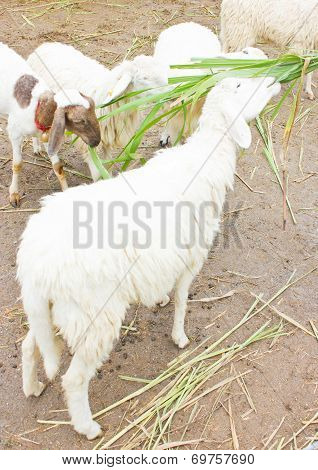 Sheeps Feeding.