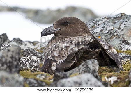 Female Antarctic Or Brown Skua That Sitting On The Nest