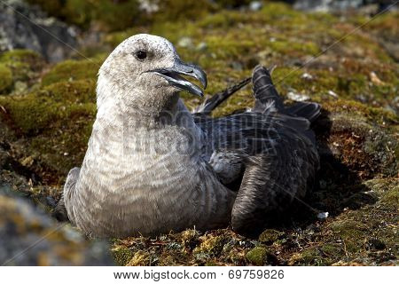 South Polar Skua Female Morph Light Which Sits On The Eggs On The Nest
