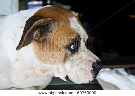 Dog With Sad Eyes