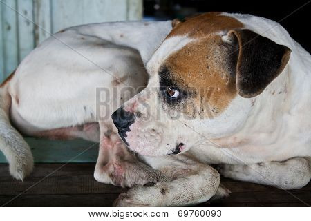 Dog With Sad Eyes