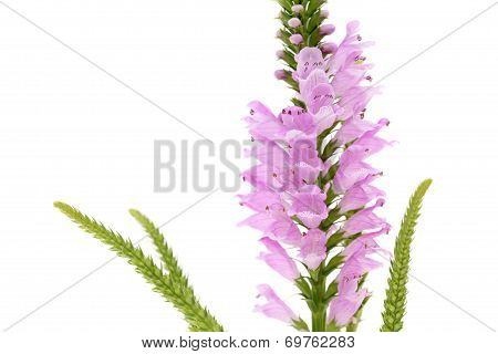 Pink Physostegia flower