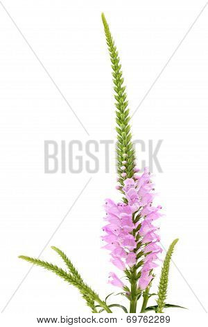 Pink Physostegia flower