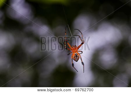 Orange Spider With Black Legs