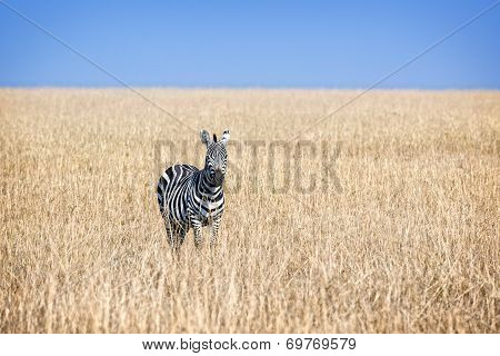Zebra