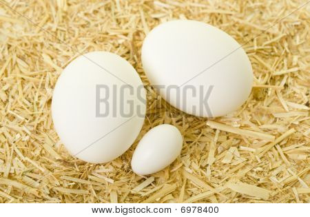Cockatiel og kylling æg