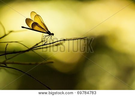 Damselfly