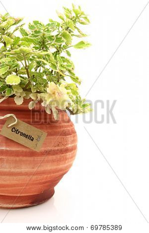 Fresh citronella plant in a clay pot
