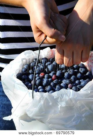 Bluberry Bucket