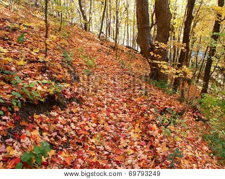 Kishwaukee Gorge Of Illinois