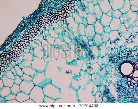 Cucurbita Stem Micrograph