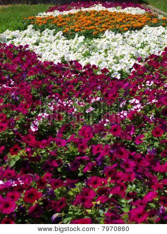 La plante à fleurs lumineuses