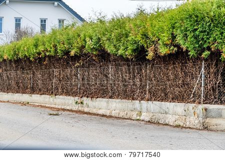 fence and green hedge, a symbol of growth, privacy, generational change