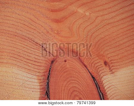 Larch Wood Background