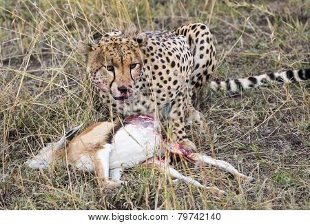 Cheetah Eating Gazelle