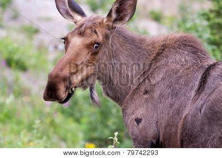 Moose Closeup