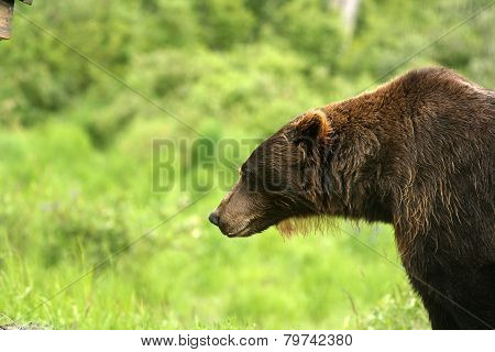 Brown Bear