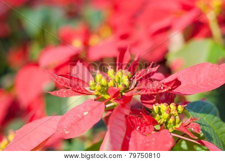 Colorful Poinsettia Flower