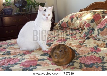 Cat anf Schwein