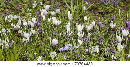 White Crocuses