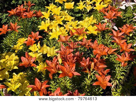 Yellow And Orange Lilies