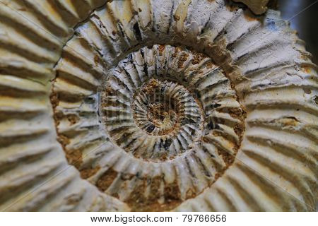 Abstract Amonite Fossil Background