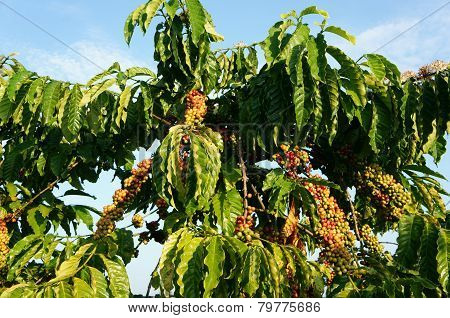 Vietnam Coffee Tree, Coffee Bean