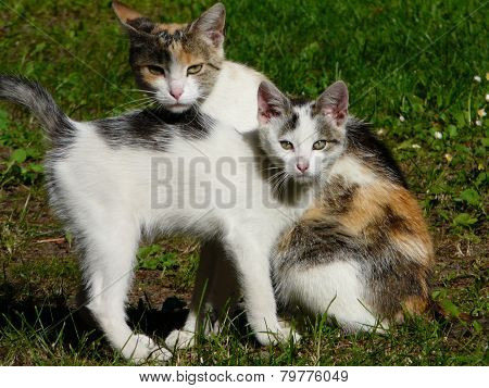 kittens family