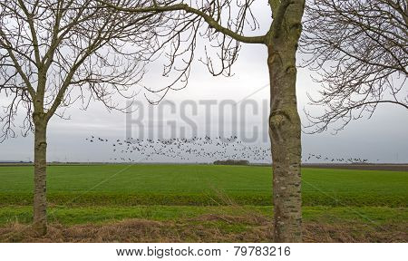 Flock of geese flying over a field in winter
