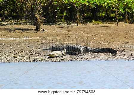 crocodile on the coast