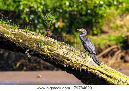 Cormorant