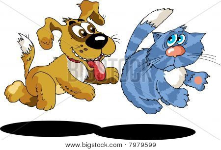 Cão e gato