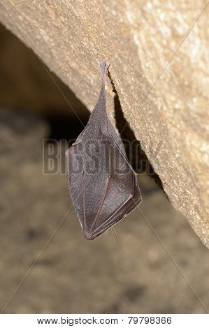 Lesser Horseshoe Bat (rhinolophus Hipposideros)