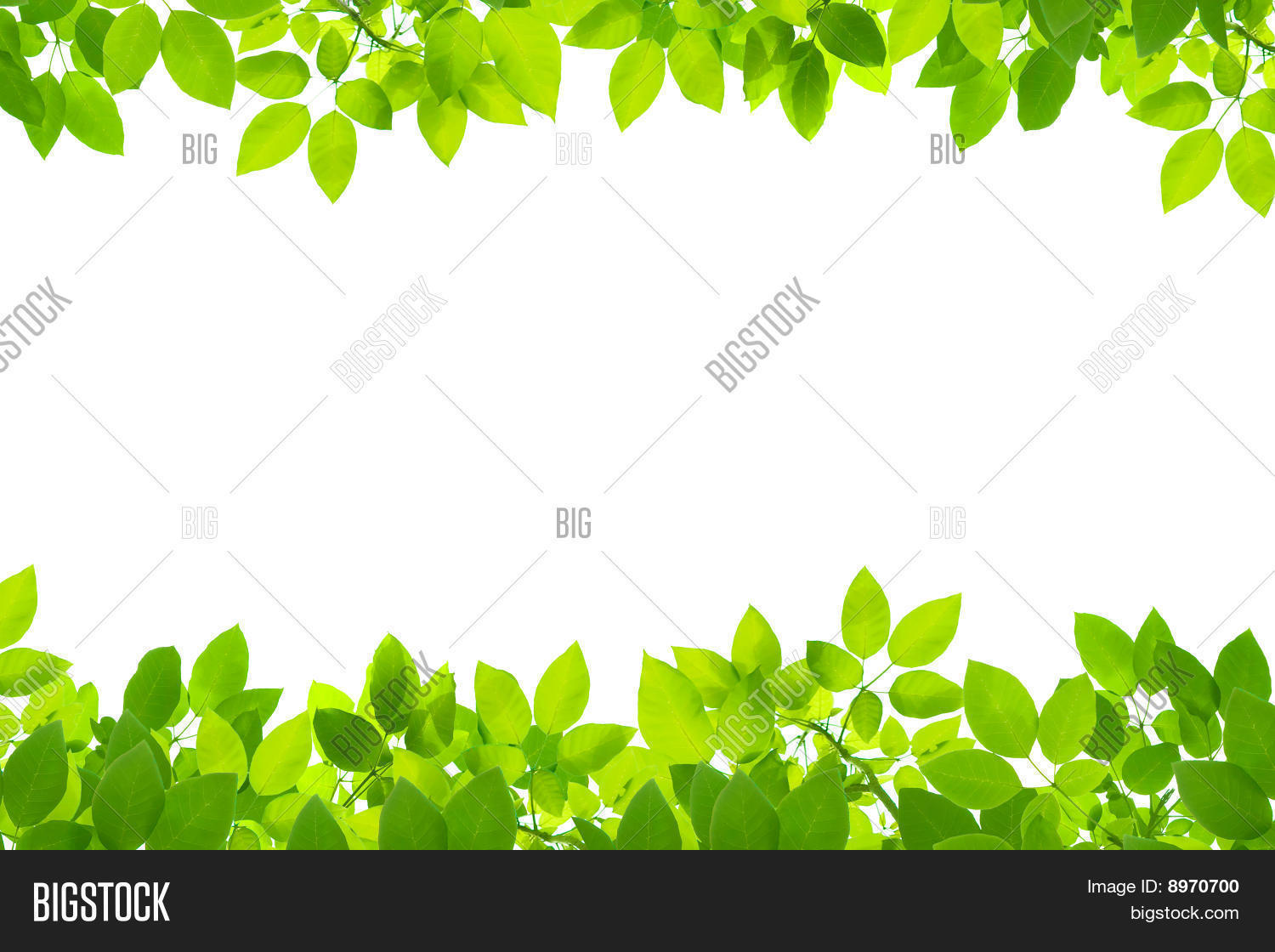 Green Leaves On White Image & Photo (Free Trial) | Bigstock