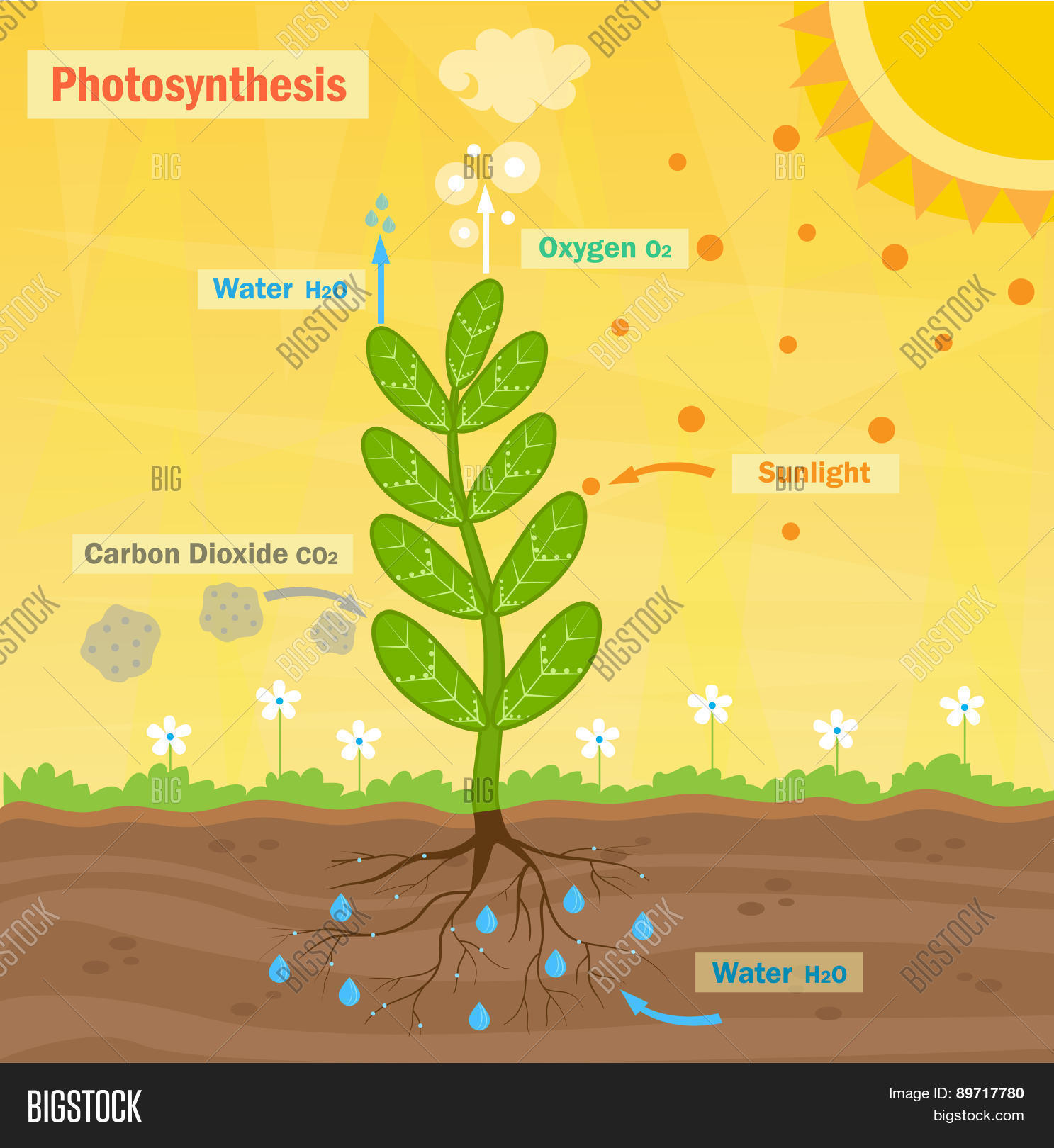 Photosynthesis Vector & Photo (Free Trial) | Bigstock