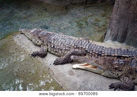 Orinoco Crocodiles