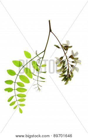 Black Locust (Robinia pseudoacacia)