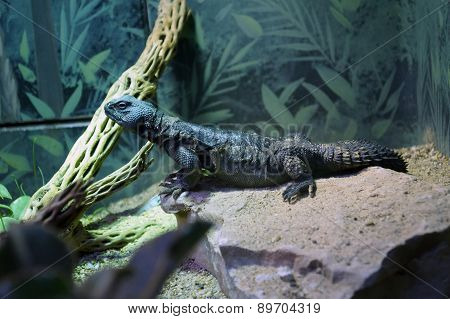 Blue Spiny-Tailed Lizard