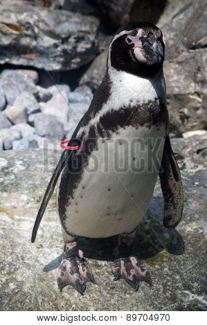 Humboldt Penguin