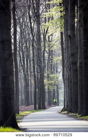 Man Cycling Near Beech Trees In The Netherlands