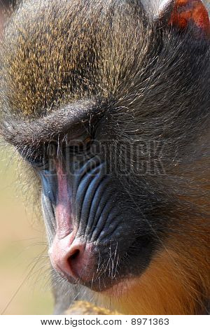Babuíno