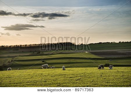 Beauitful Landscape Image Of Newborn Spring Lambs And Sheep In Fields During Late Evening Light