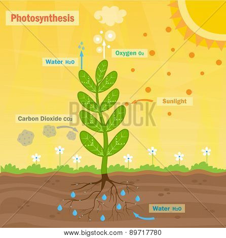 Photosynthesis