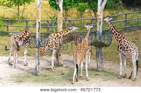 Herd Of Giraffe.