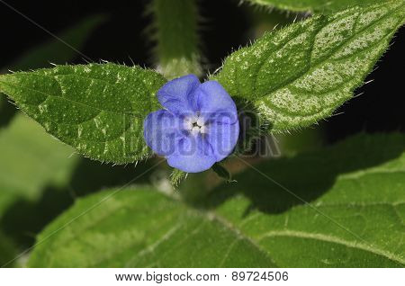 Green Alkanet