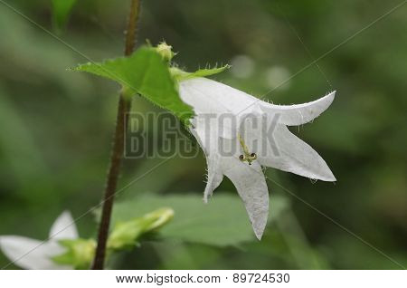 Nettle-leaved Bellflower